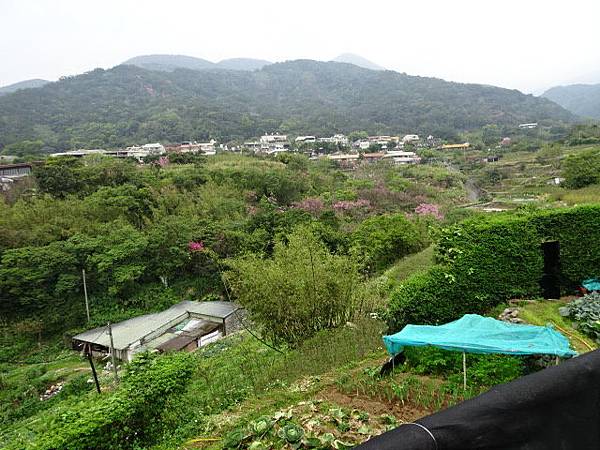 20180304頂湖山無尾崙山18水圳道賞櫻