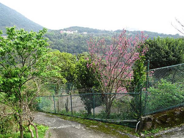 20180304頂湖山無尾崙山18水圳道賞櫻