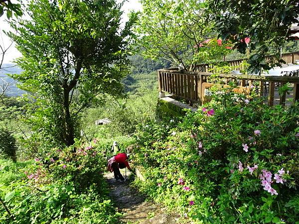 180318荷蘭古道頂山北五指山擎天崗