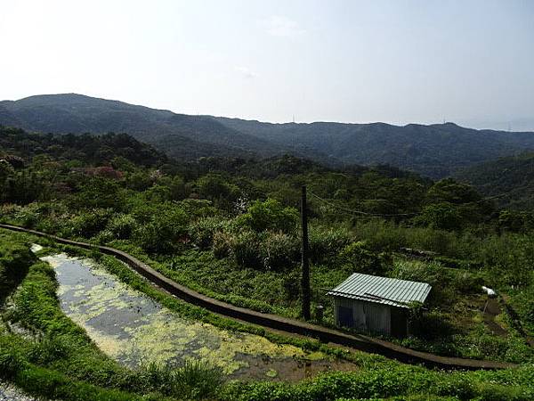 180318荷蘭古道頂山北五指山擎天崗