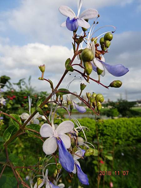 藍蝴蝶