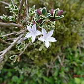 1080130東眼山國家森林遊樂區