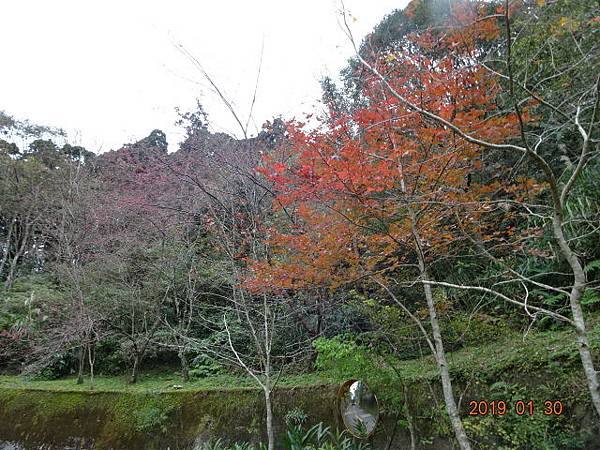 1080130東眼山國家森林遊樂區