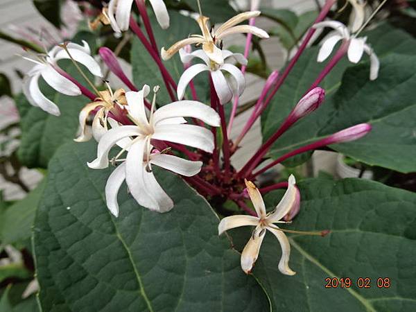 20190208棟叔家煙火花(星狀山茉莉)