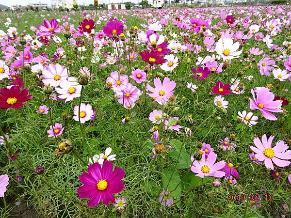 1080210年初六通霄花田