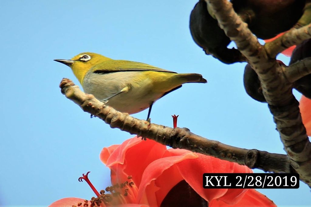 花鳥圖 (9).jpg