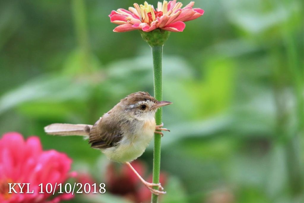 花鳥圖 (14).jpg