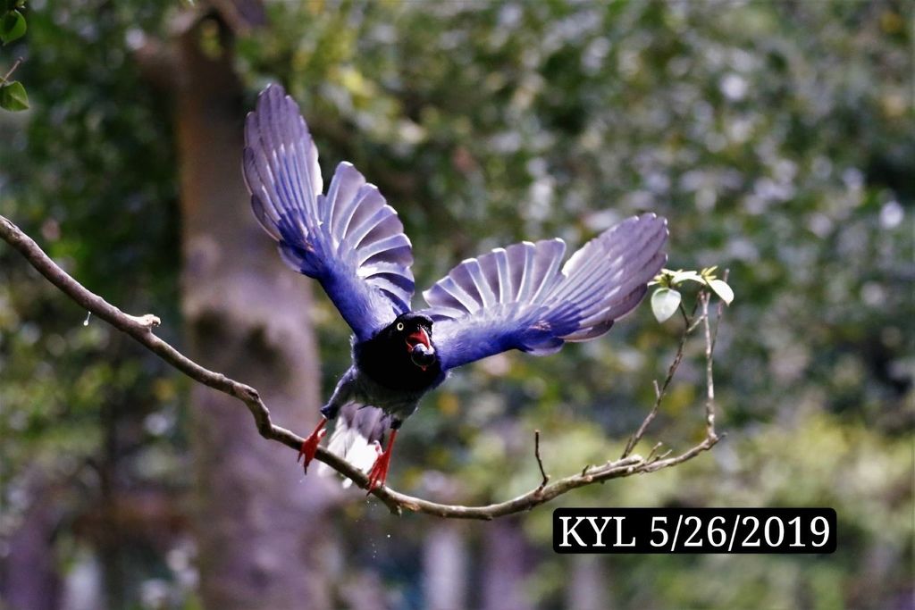 190526陽明山前山公園