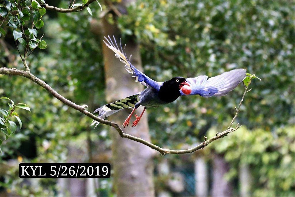 190526陽明山前山公園