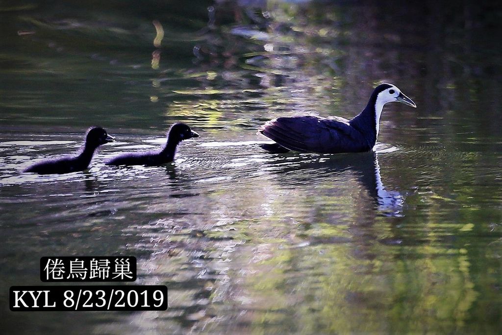 攝於國父紀念館翠池