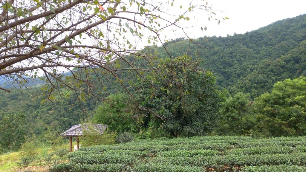 1080827玉蘭茶園清美攝