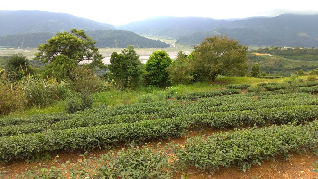 1080827玉蘭茶園清美攝