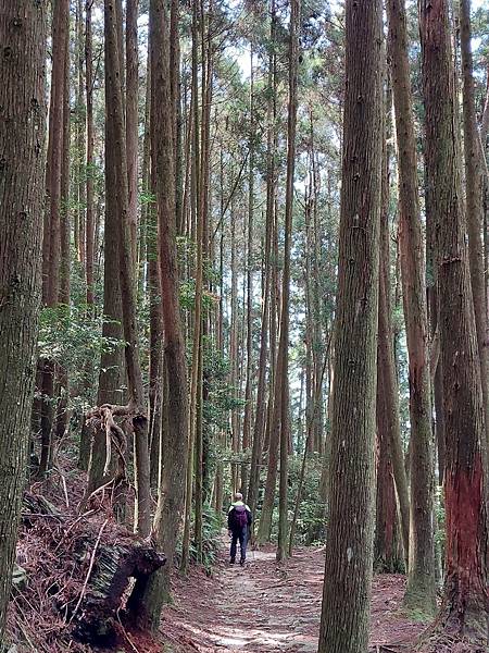 20220331橫嶺山自然步道大雪山社區～隧道口來回_220331_28.jpg