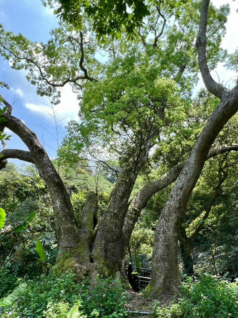 1110409苑裡班藤坪步道六寮古道_220409_2.jpg