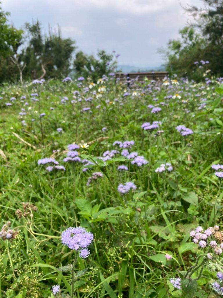 1110409苑裡班藤坪步道六寮古道_220409_26.jpg