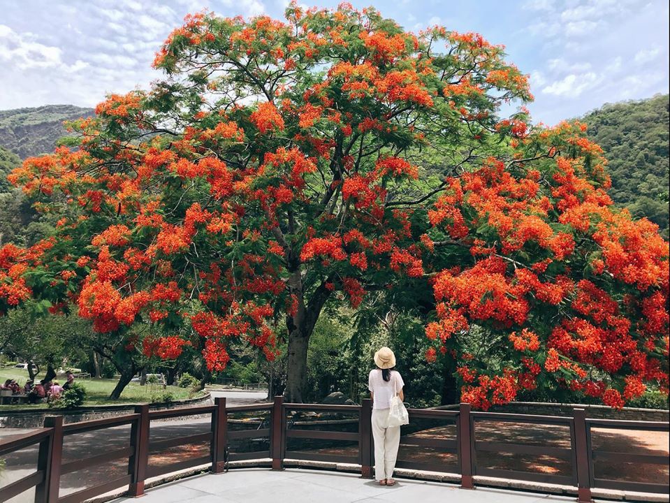 鳳凰木.jpg