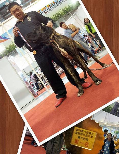 本舍很榮幸獲得這次2014年寵物嘉年華全場最高大的狗>總冠軍...第一名<台灣庫瑪犬>本舍一手打造出來的新犬種第三代...肩高突破>90<關卡啦.......