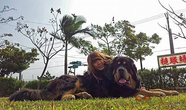 西藏獒犬☆阿鍾子猛犬舍☆本舍主尋尋覓覓☆重金砸下☆極品☆黑四目獒☆種公☆已入舍☆呼名:巴隆