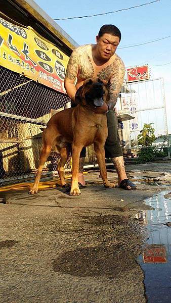 台灣大型土狗(高山犬)☆正港☆黃色☆新生代當家強力種公☆呼名:總司令☆肩高:85公分以上☆絕無虛報☆歡迎現場參觀☆已入舍☆開放徵配中☆猛犬專線:0981790886