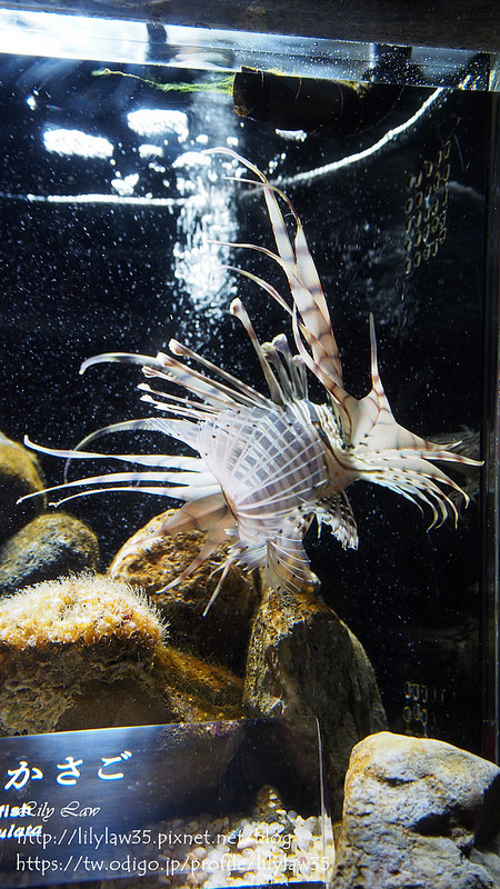 二寶留學記 關西遊 京都水族館 麗麗蔣の旅日遊記 痞客邦 二寶留學記 關西遊 京都水族館 麗麗蔣の旅日遊記 痞客邦