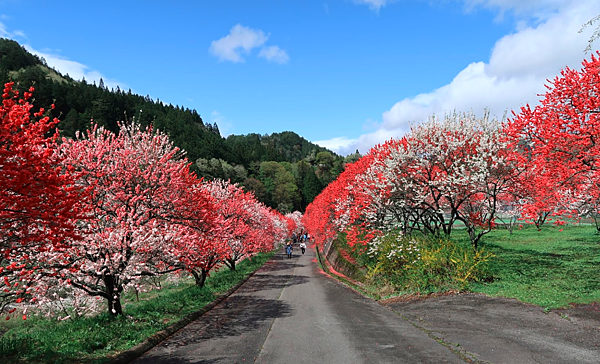 长野县 阿智村 盛开三色花桃秘境 皮皮旅行 长野县 阿智村 盛开三色花桃秘境 皮皮旅行