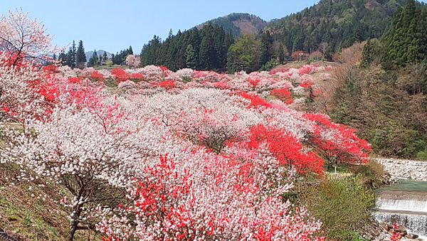 长野县 阿智村 盛开三色花桃秘境 皮皮旅行 长野县 阿智村 盛开三色花桃秘境 皮皮旅行