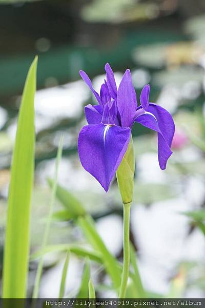 植物園蓮花_12.jpg