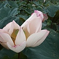 20140817_151255.jpg