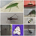 20170628_170629_0025.jpg