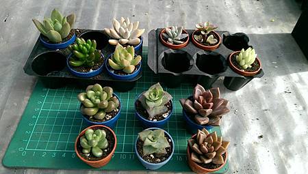 IMG_3415.jpg IMG_3415.jpg