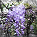 紫藤花-10.jpg