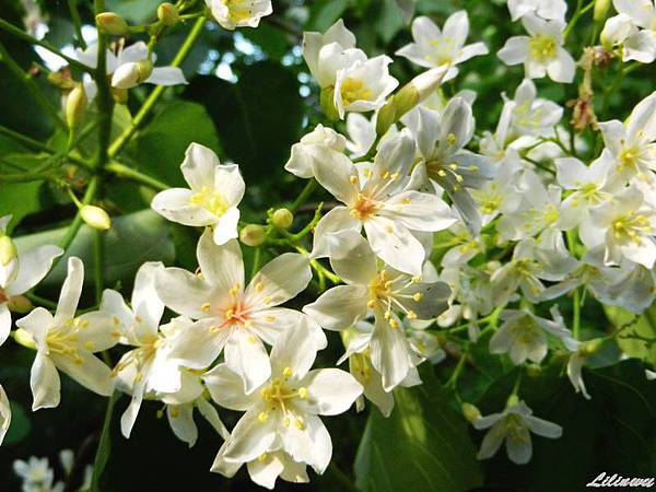 2014-0428頭份繞山花賞桐步道 (12)-1