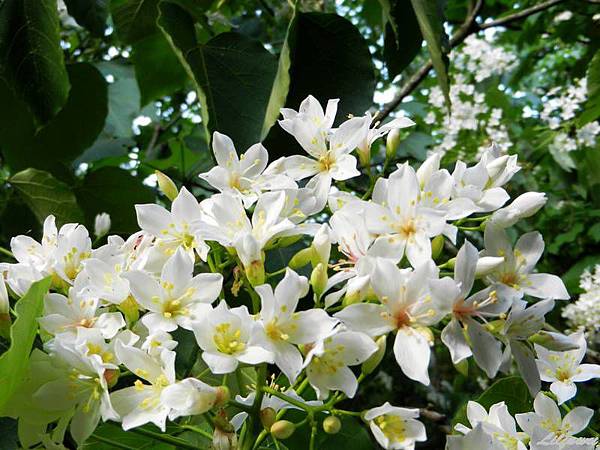 2014-0428頭份繞山花賞桐步道 (11)-1