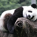 giant-panda08.jpg