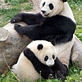 giant_pandas_0.jpg