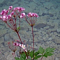 16 毛茛科银莲花属大火草 Anemone Tomentosa