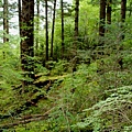 22 原始森林 Primeval Forest