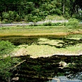 46 草海 Grass Lake