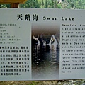48 天鹅海 Swan Lake
