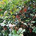 71 小檗科植物 rberidaceae
