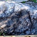 20 生物碎屑岩 Sedimentary rock