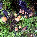 11 蘑菇 Mushrooms