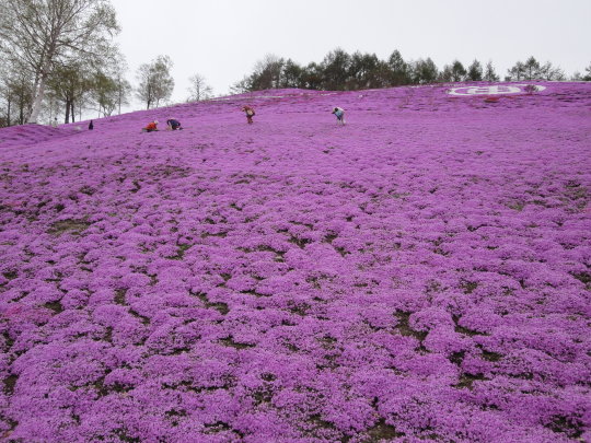 芝櫻公園6