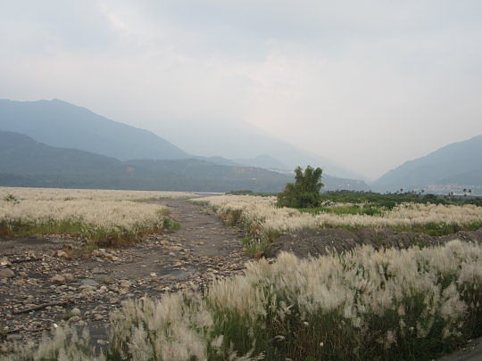 三地門隘寮溪秋芒8