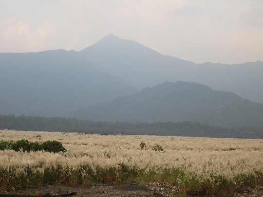 三地門隘寮溪秋芒9