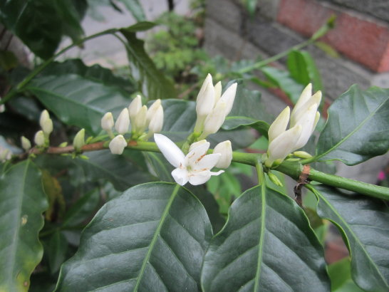 咖啡樹開花