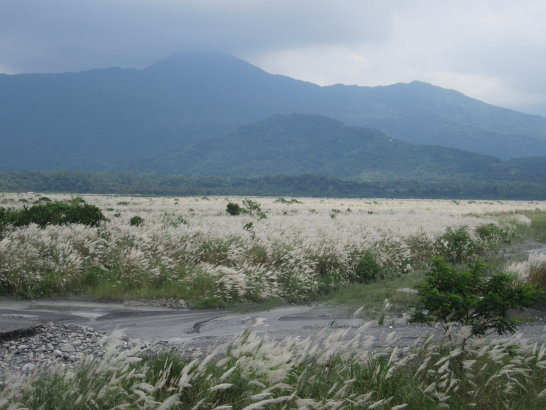 高屏溪上游菅芒花1.jpg