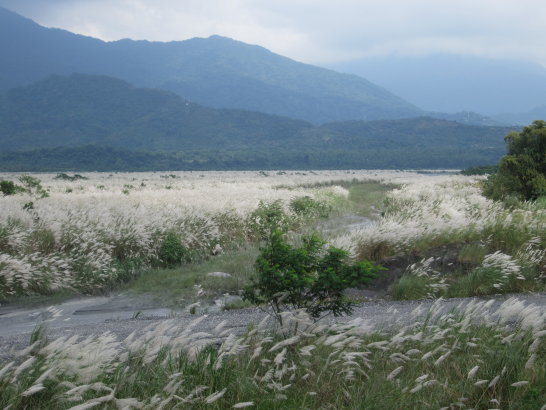 高屏溪上游菅芒花4.jpg