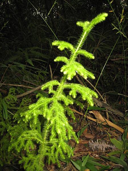 十一月植物生態