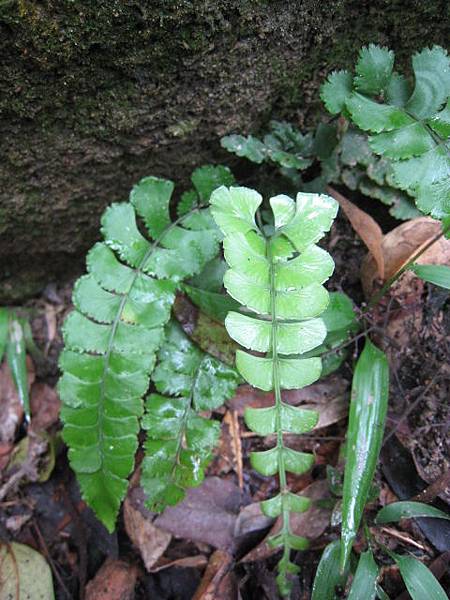 十一月植物生態